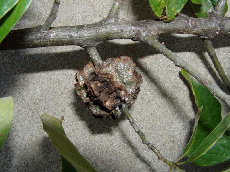 Live Oak Gall New Photo Collections oursongfortoday